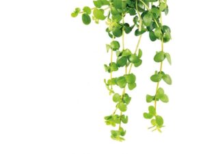 Intervenció breu en tabaquisme (42a edició)