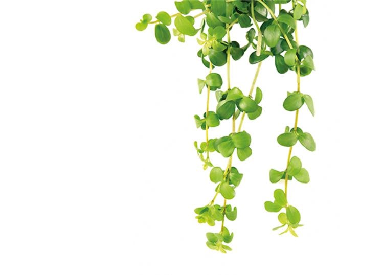 Intervenció breu en tabaquisme (42a edició)